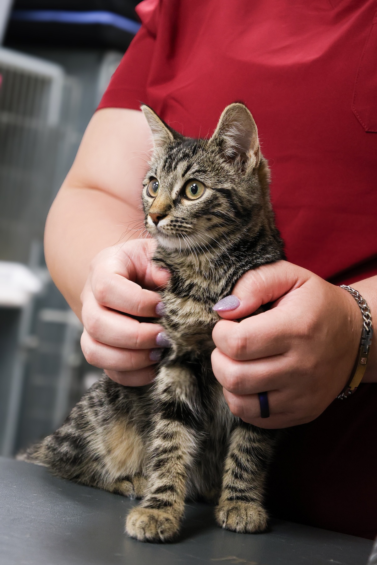 Kitten