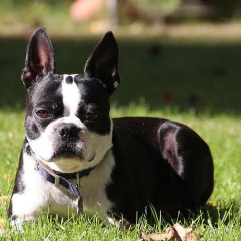 Boston Terrier | Riverstone Veterinary Group