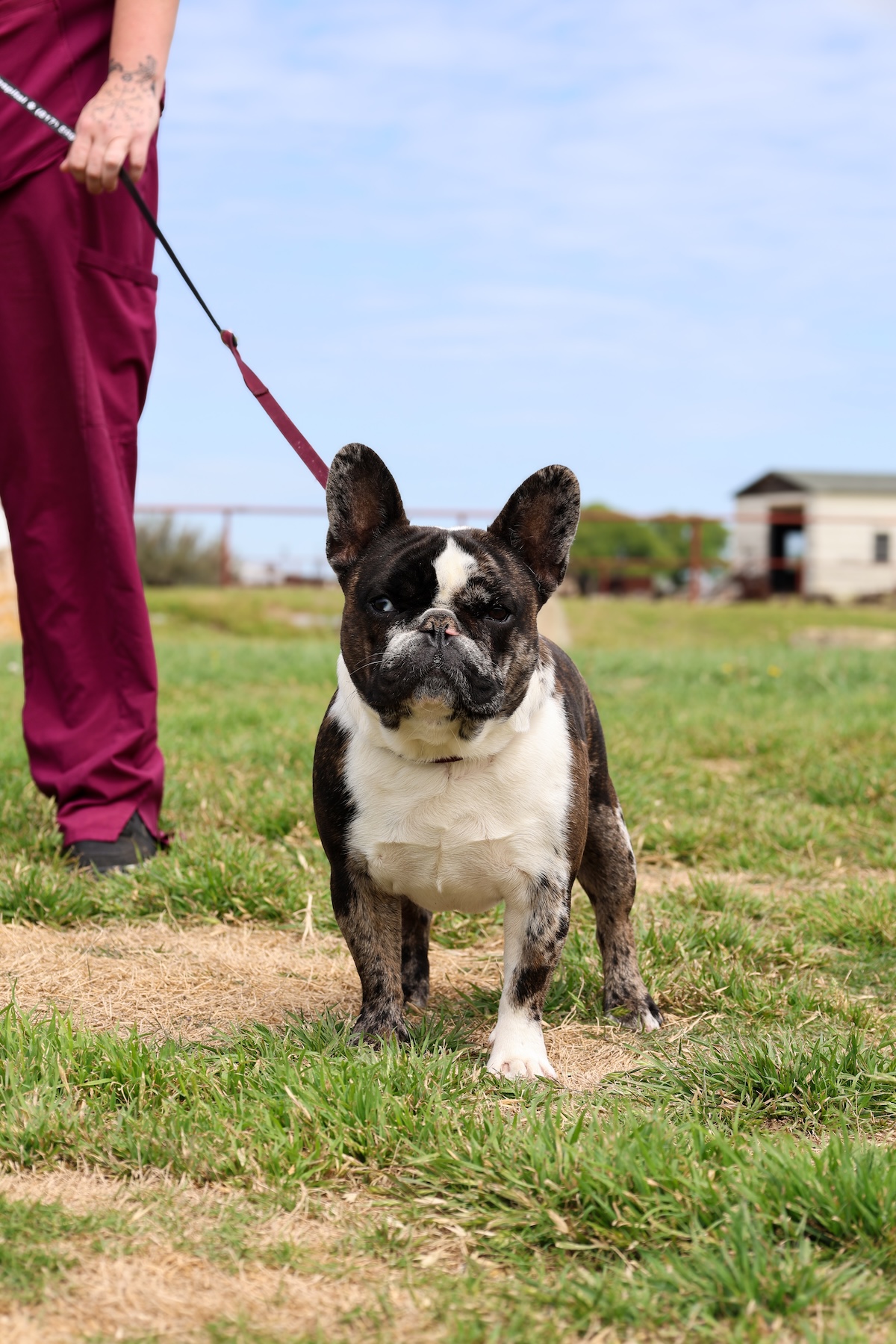 French Bulldog