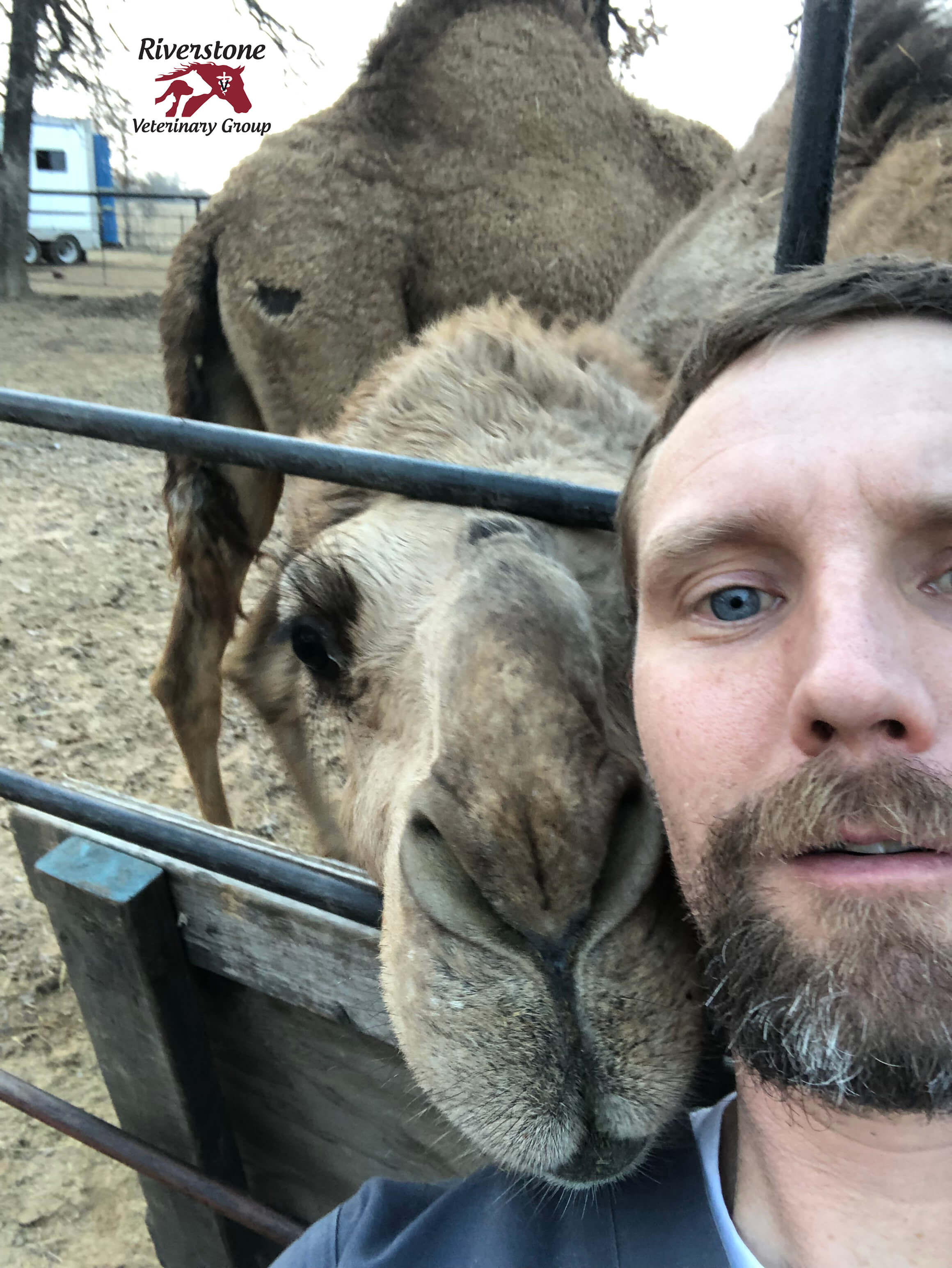 Dr Cate Takes A Selfie With A Camel - 