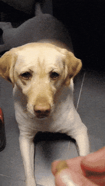 Dog Heartworm