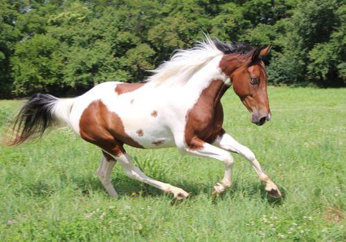 American Paint Horse Breed.
