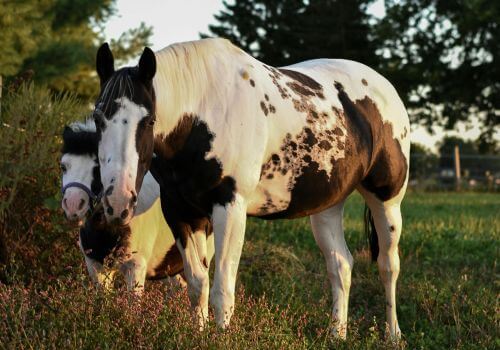 American Paint Horse Breed.