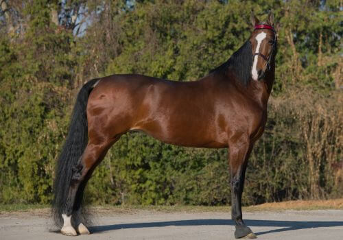 American Saddlebred Horse Breed.