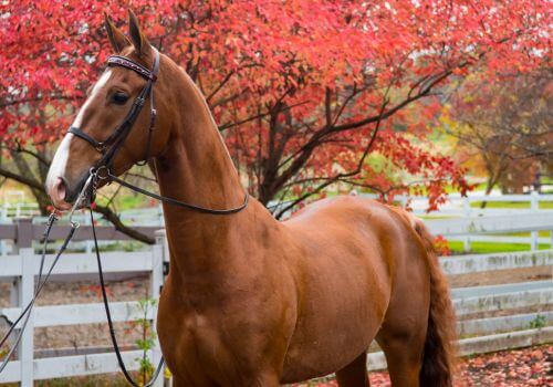 American Saddlebred Horse Breed.