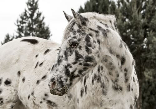 Appaloosa Horse Breed.