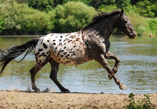 Appaloosa Horse Breed.