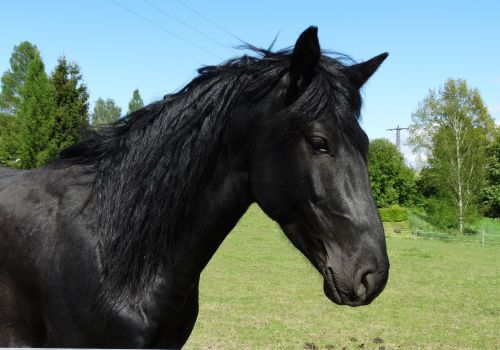 Kentucky Mountain Saddle Horse Breed.