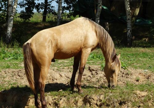 Kentucky Mountain Saddle Horse Breed.