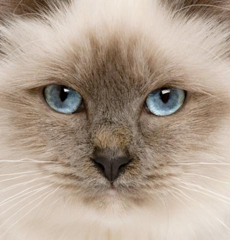 Birman Riverstone Veterinary Group