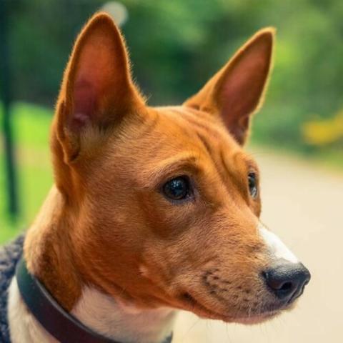 Basenji hair 2024