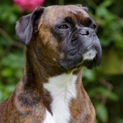 Boxer dog age hot sale in human years