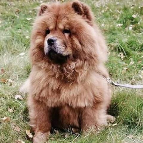 Large chow chow best sale