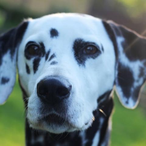 do dalmatians cause allergies