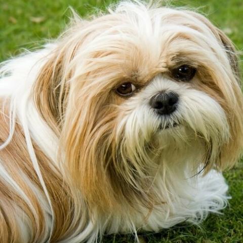 When can shih hot sale tzu get pregnant