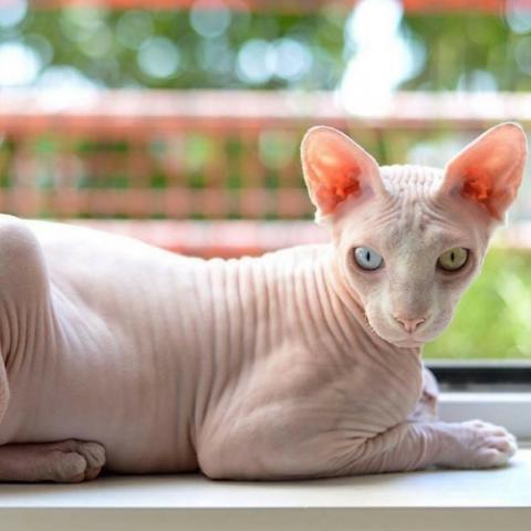 Best flea treatment for sphynx cats best sale