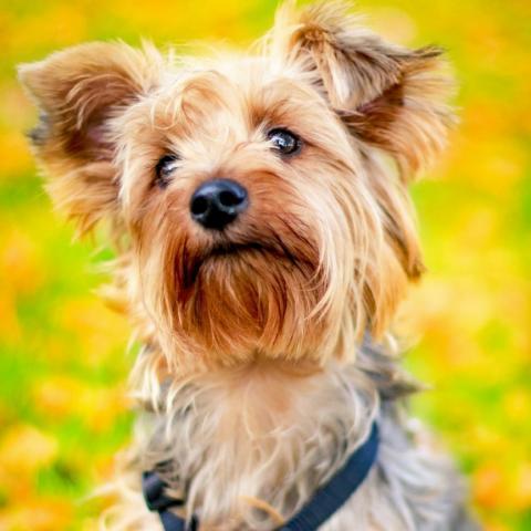 Longest living yorkshire store terrier