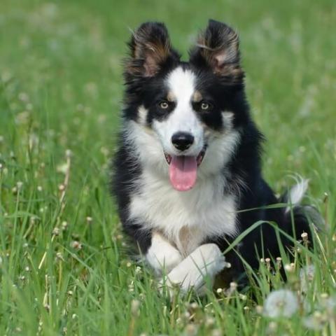 Border collie store limping back leg