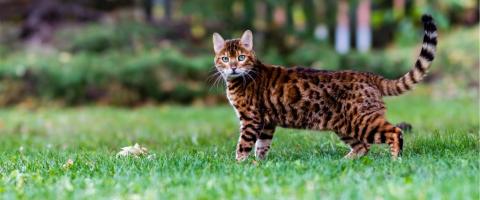 Bengal Cat Breed