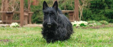 Scottish Terrier Breed