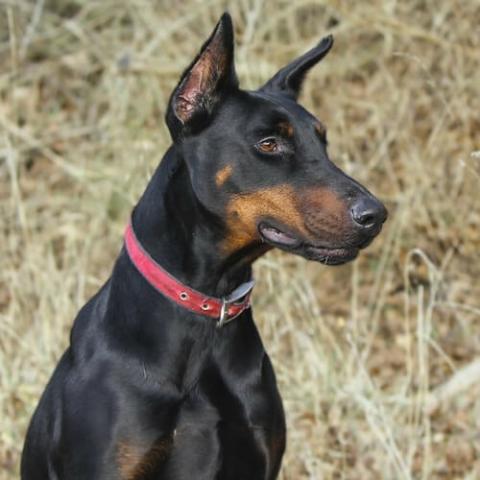 Doberman suddenly sale aggressive