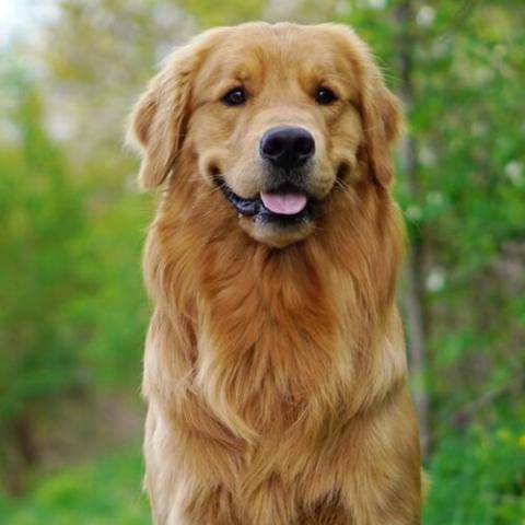 Golden retriever as sales a pet