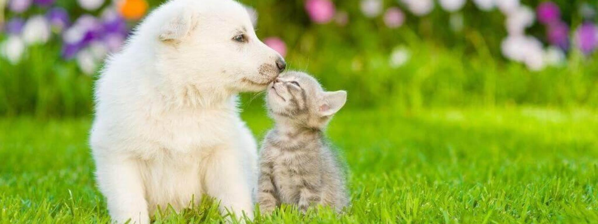 microchip services at riverstone vet group