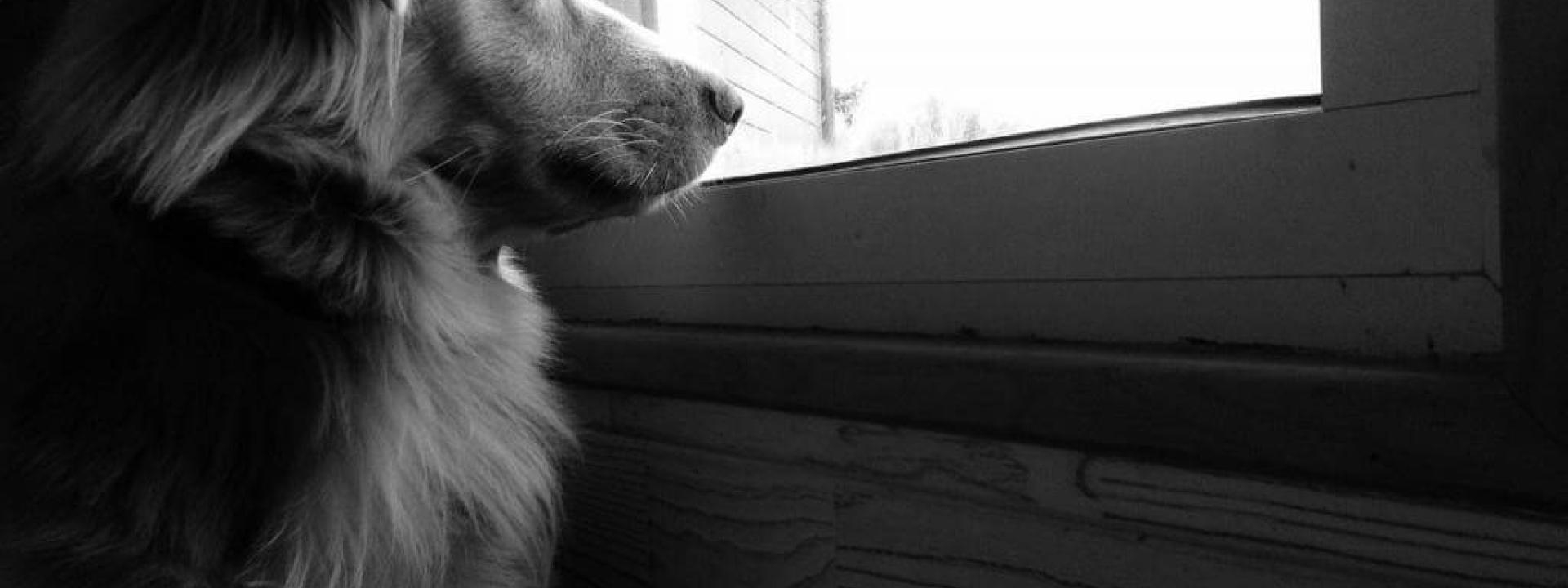 seperation-anxiety-blog