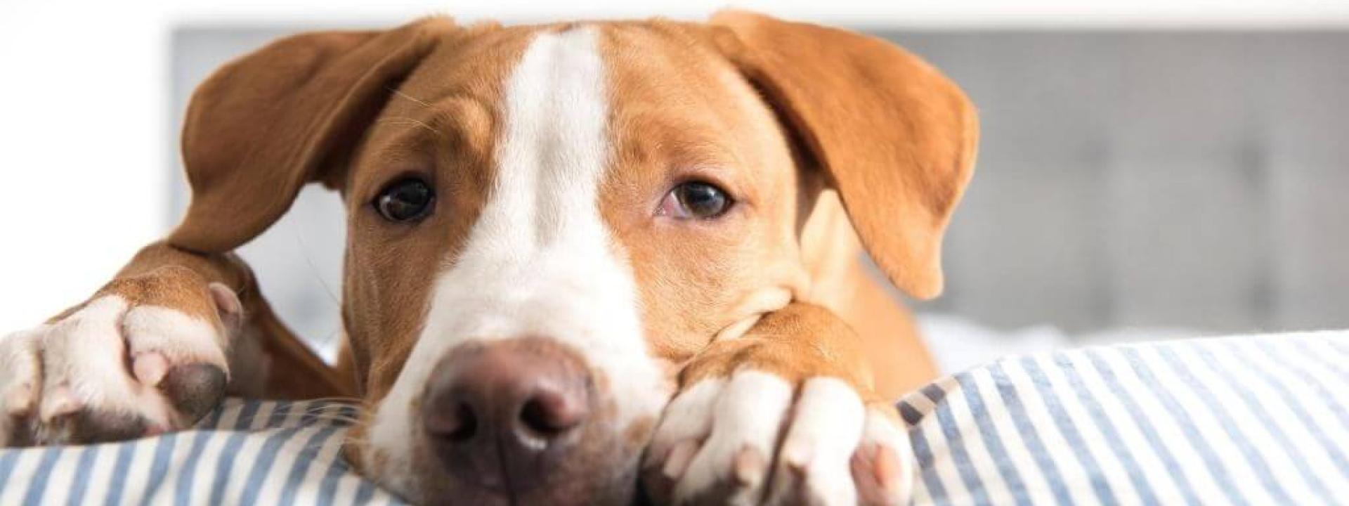 parvovirus-puppies.jpg